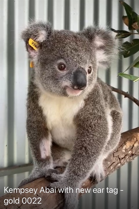 Abai Koala.jpg