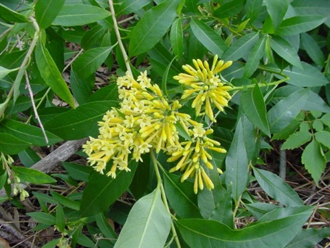 Green Cestrum.jpg