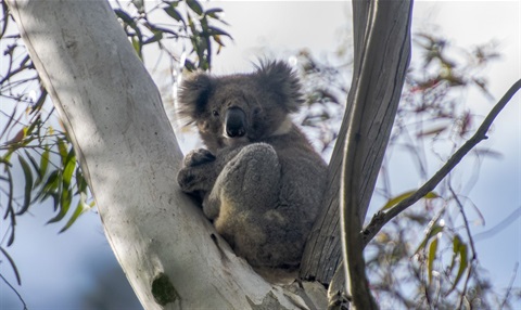 koala in a gum tree.jpg