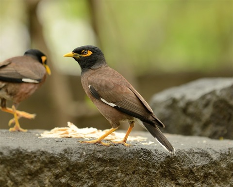 common myna bird