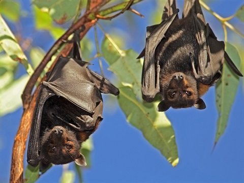 flyingfoxes.jpg