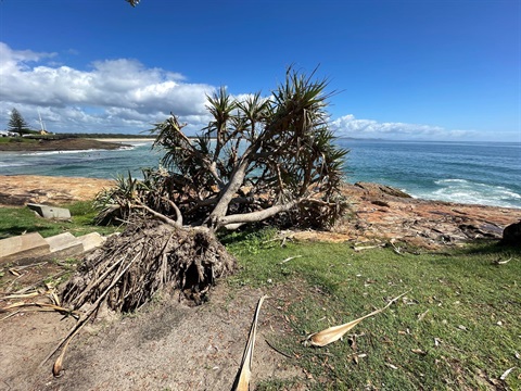 Fallen Tree.jpg