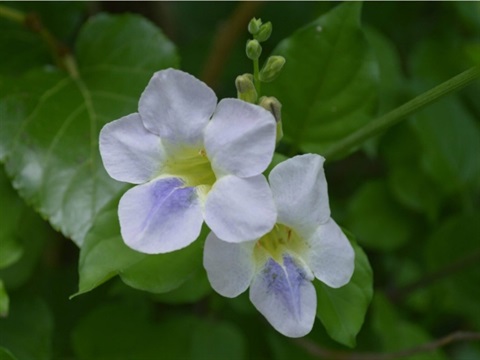 Chinese violet.jpg