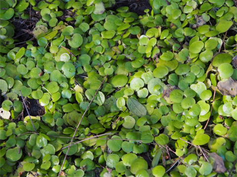 Frogbit.png