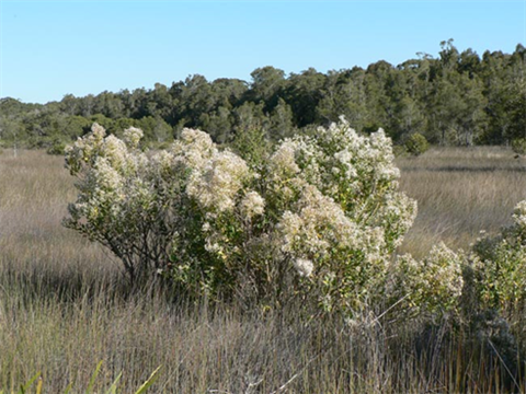 Groundsel Bush.png