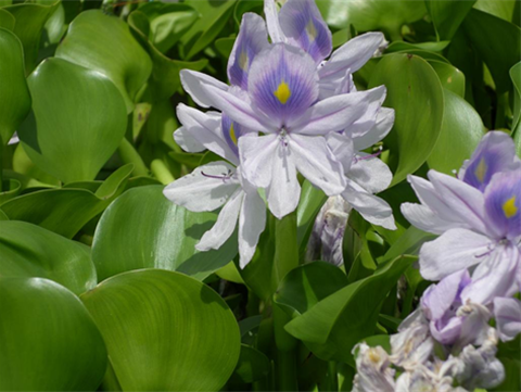 Water Hyacinth.png