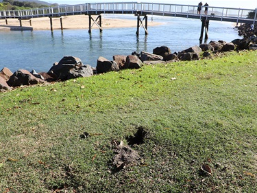 Rabbits’ behaviours damage landscapes