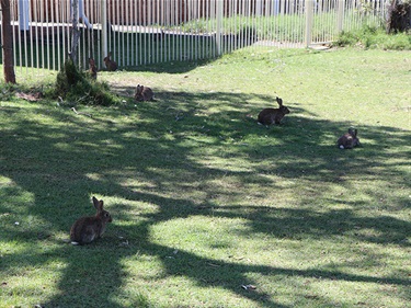 There is a large population of rabbits in Crescent Head