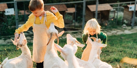 children feeding goats at a farm