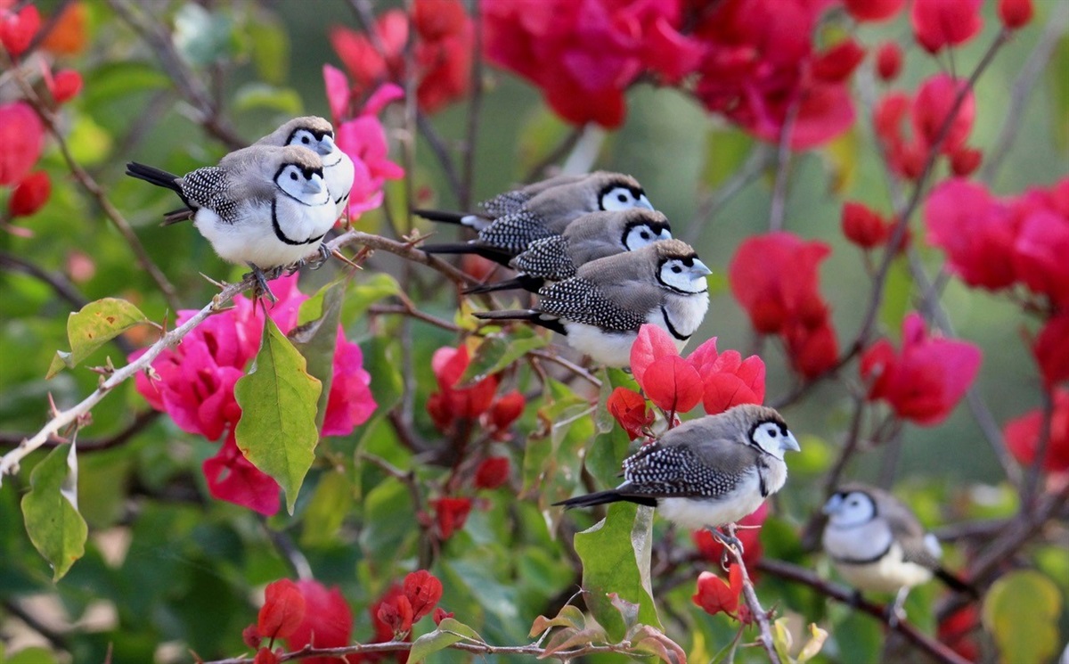 Wildlife of the Macleay photo exhibition - Kempsey Shire Council ...