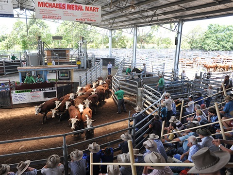 Kempsey Saleyards