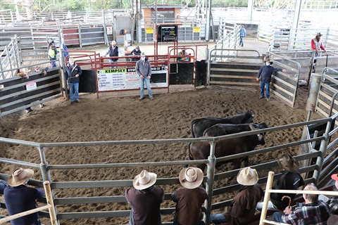 Kempsey Regional Saleyards