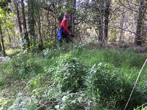  A NSW Environmental Trust grant helps SWR Community Dune Care eradicate the spiny aspargus weed Sicklethorn. Volunteer Gillian Smith