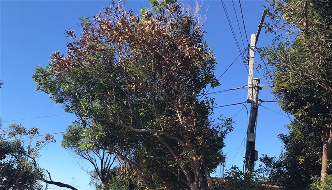 Tree callously and illegal poisoned in Crescent Head