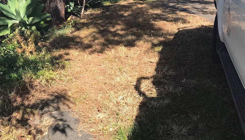 Tree callously and illegal poisoned in Crescent Head