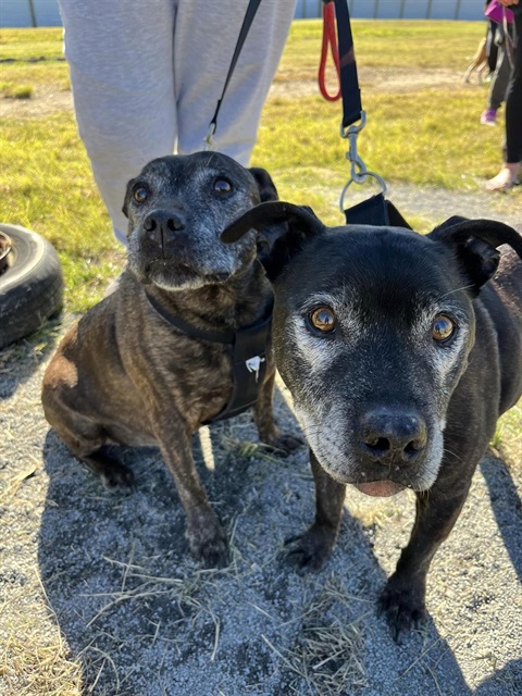 Happy dogs at Animal Care Services Day