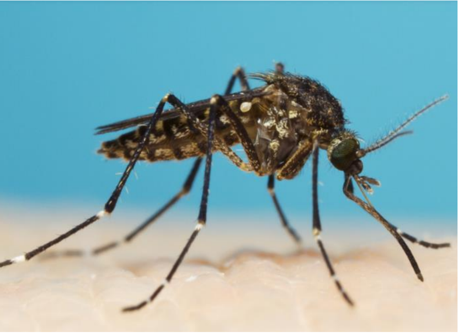 Aedes vigilax saltmarsh mosquito