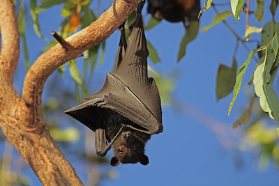 Black Flying Fox