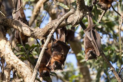 Little Red Flying Fox