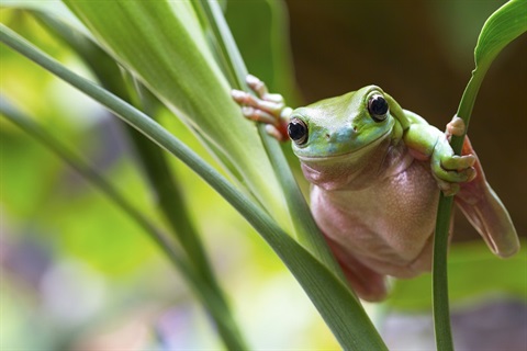 A green tree frog amongst some leaves