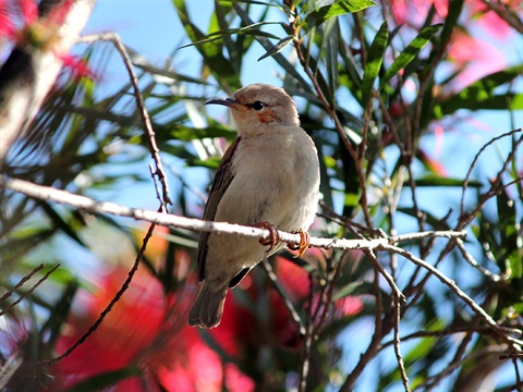 A honey eater bird in a native bottle brush tree