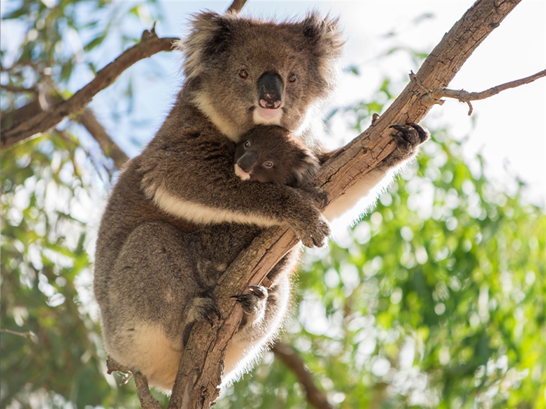 Koalas - Kempsey Shire Council working with the Macleay Valley community