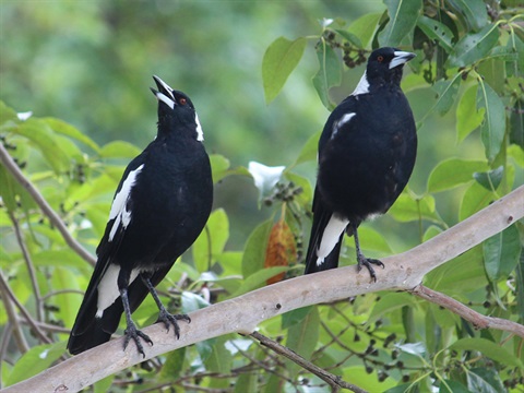 Magpies in a tree