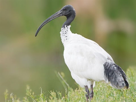 white0ibis-800px.jpg