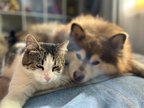 Cat and dog cuddling