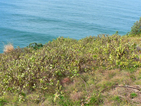 bitou-bush-headland.jpg