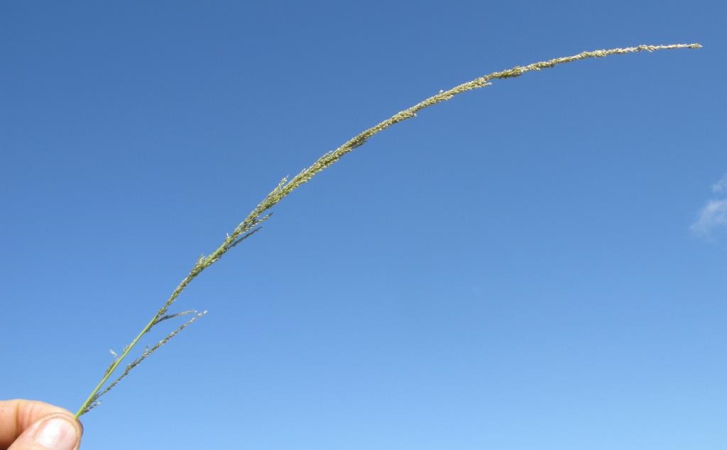 giant parramatta grass seedhead