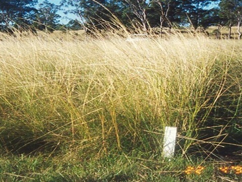 Giant Parramatta Grass