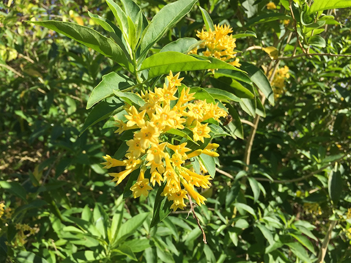 green-cestrum-flowers.jpg