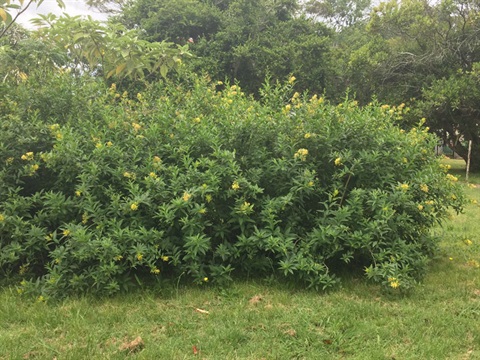 A green cestrum bush