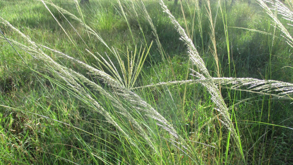 Giant Rats tail grass seedheads