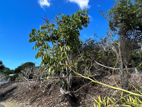 an umbrella tree