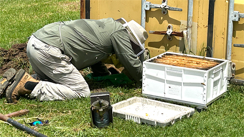 Bee management at Verge Street sports fields