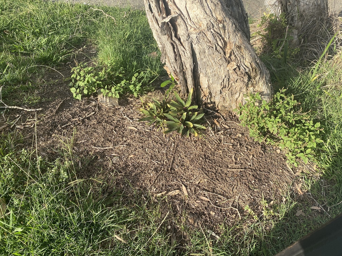 A tree has been deliberately poisoned in Crescent Head