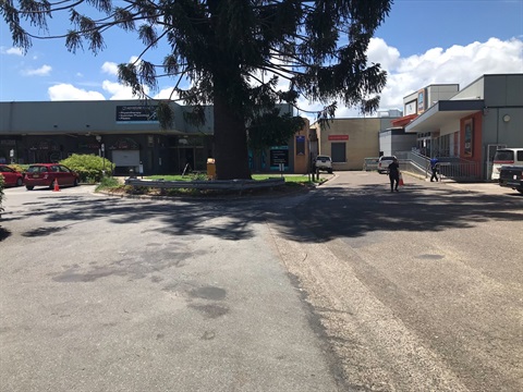 Bunya Pine at ALDI IGA carpark