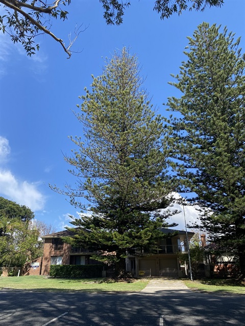 The sick Norfolk Pine on Mitchell Street in South West Rocks