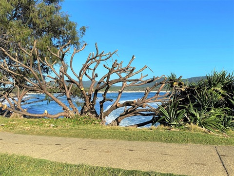 The dead and dying pandanus trees in crescent head