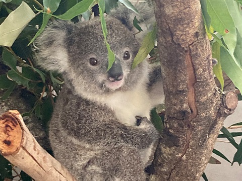 a little koala joey named abai