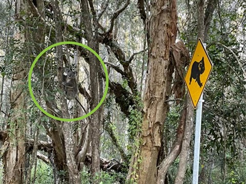 koala-maria-river-road-sign.jpg