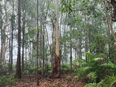 koala habitat