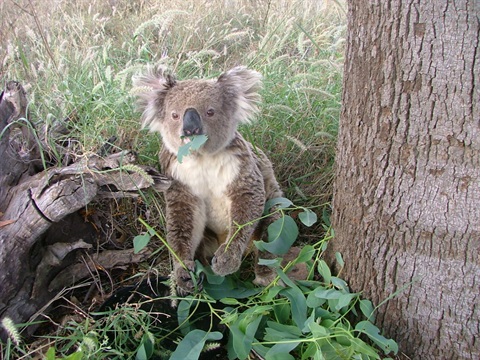 koala on the ground