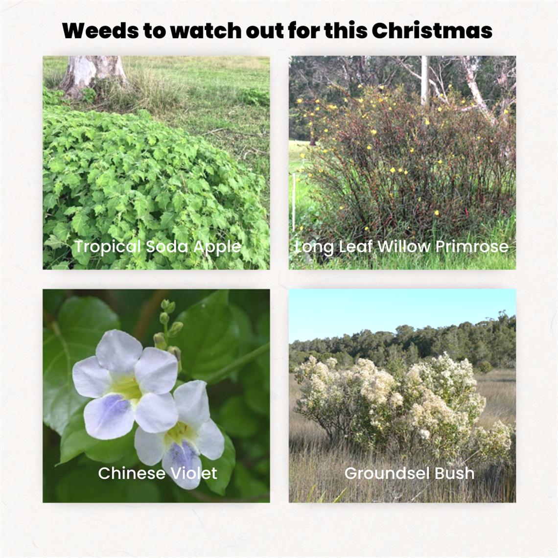 Weeds to watch out for this xmas.png