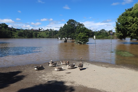 Ducks at Riverside Park