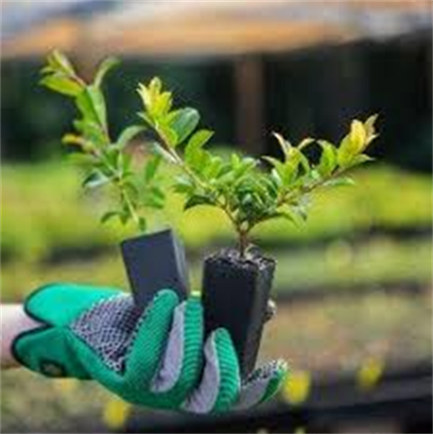 Tube stock plants